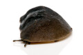 Laevicaulis alte Malaysia adult